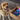 Love in a Box: Why Pets Adore Surprises Just Like We Do