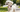 Outdoor Safety Tips for Dogs: Keeping Your Furry Friends Safe While Exploring