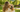 What to Do If Your Dog Gets Lost: A Step-by-Step Guide Every Pet Owner Should Know