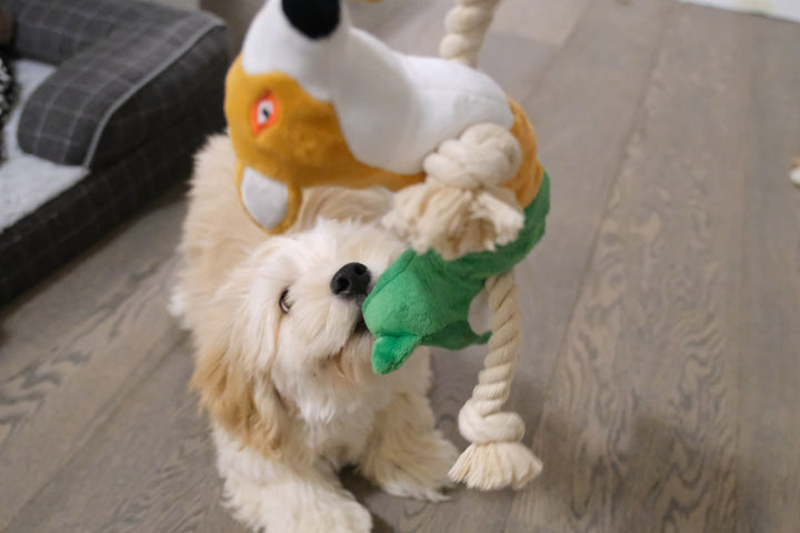Captivating Dog Toys for Engaging Playtime