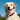 What Happens When Someone Scans My Pet’s Smart ID Tag?