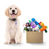 PawView Subscription Box: Tailored Treats and Toys for Your Furry Friend's Delight